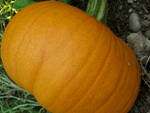 Pumpkin 150.jpg